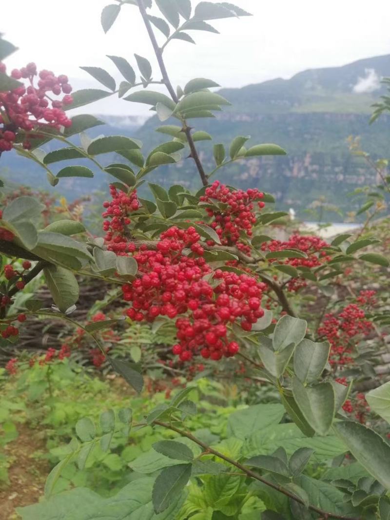 百万商家，实图拍摄山东花椒干早期青新货