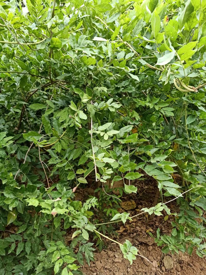 紫藤苗，装饰庭院，绿化工程苗。