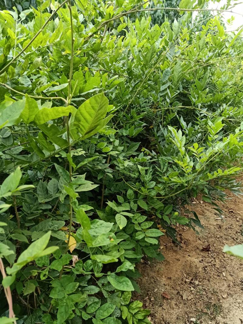 紫藤苗，装饰庭院，绿化工程苗。