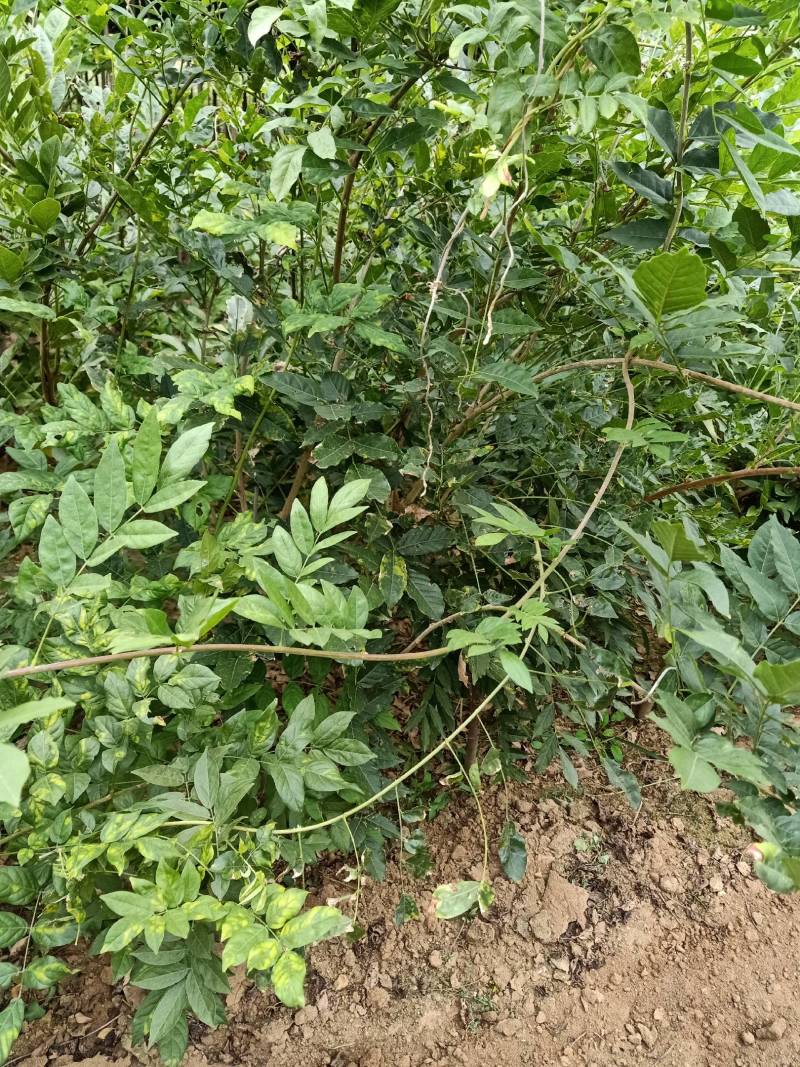 紫藤苗，装饰庭院，绿化工程苗。