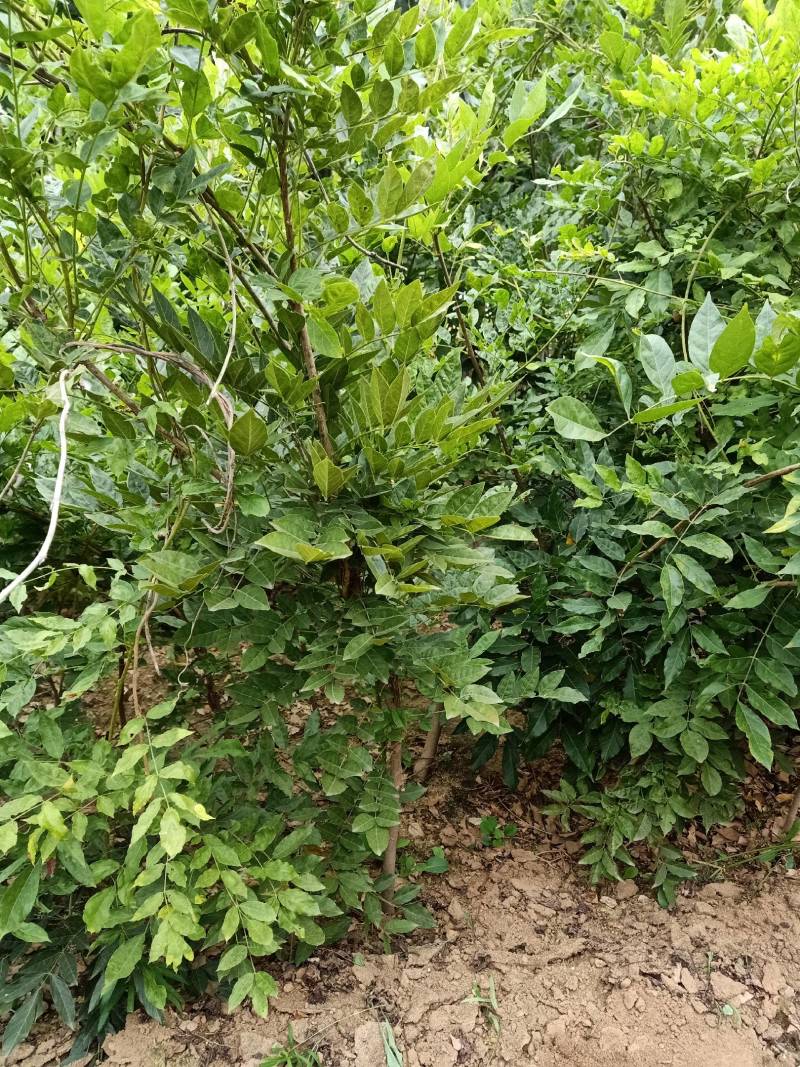 紫藤苗，装饰庭院，绿化工程苗。