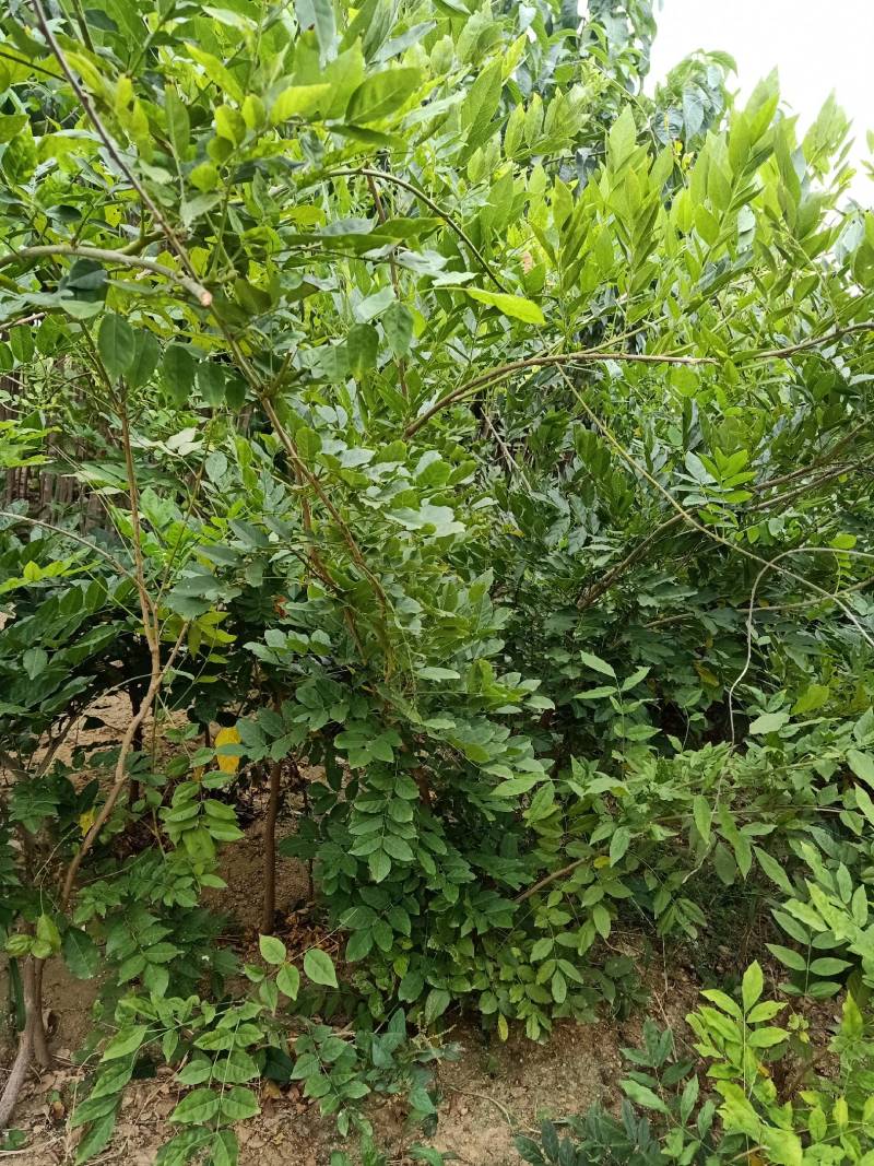 紫藤苗，装饰庭院，绿化工程苗。