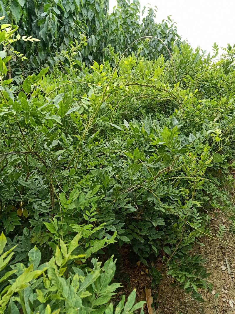 紫藤苗，装饰庭院，绿化工程苗。