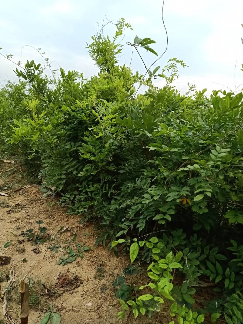 紫藤苗，装饰庭院，绿化工程苗。