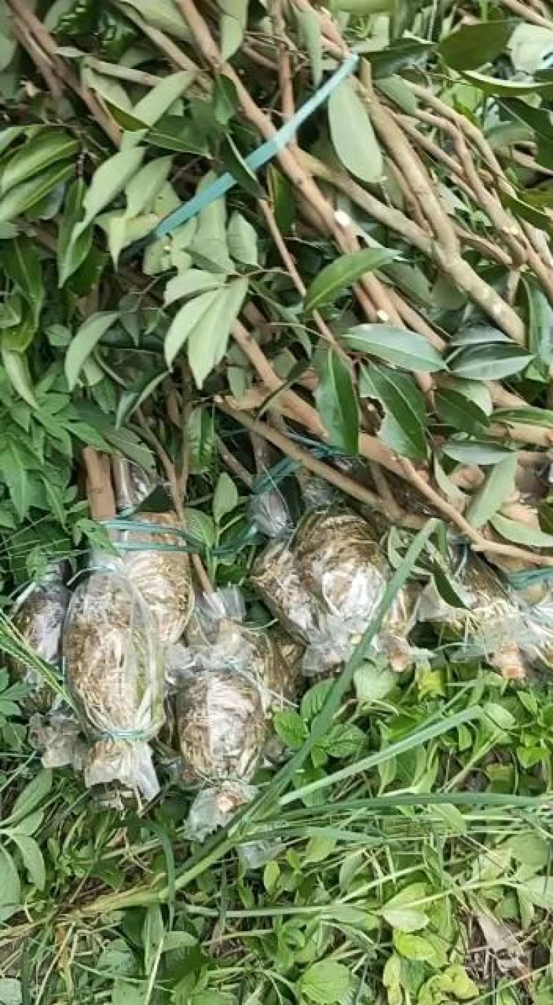 《超靓的大红桂味苗》现在开始订货