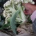 松花菜，白面青梗，基地货源，现砍现装，代发全国