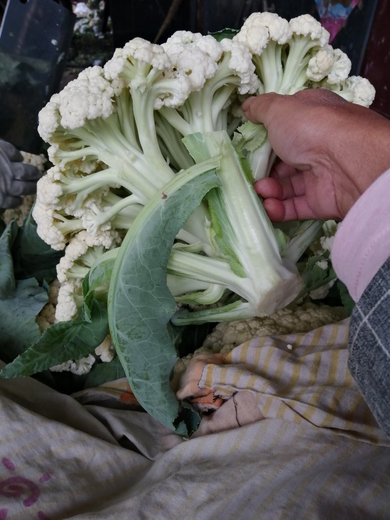 松花菜，白面青梗，基地货源，现砍现装，代发全国