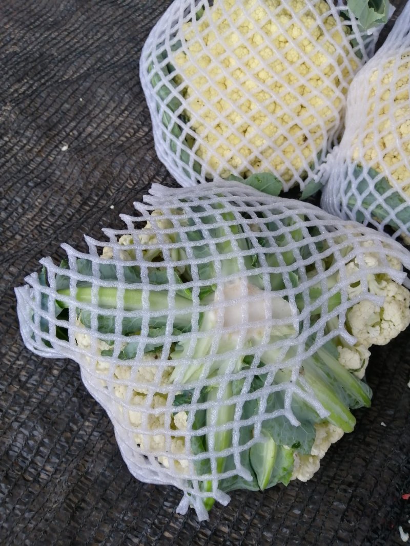 松花菜，白面青梗，基地货源，现砍现装，代发全国