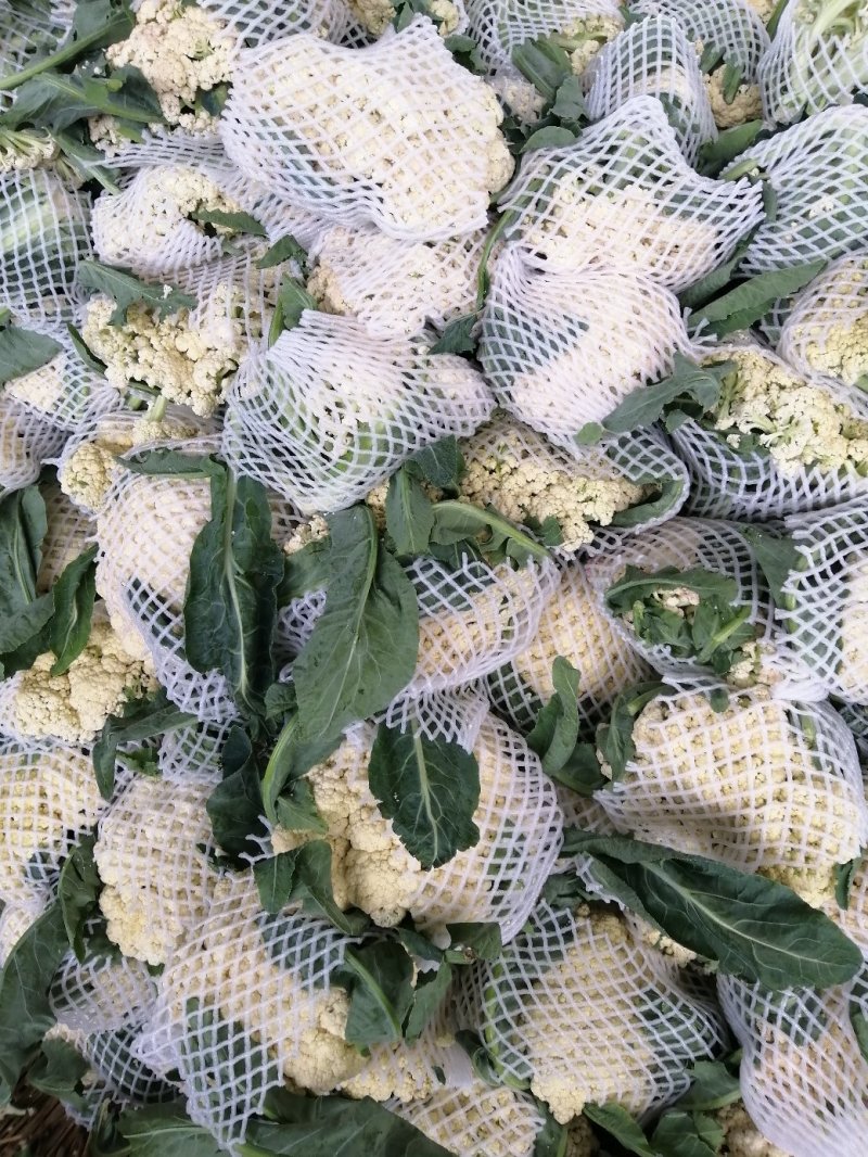松花菜，白面青梗，基地货源，现砍现装，代发全国