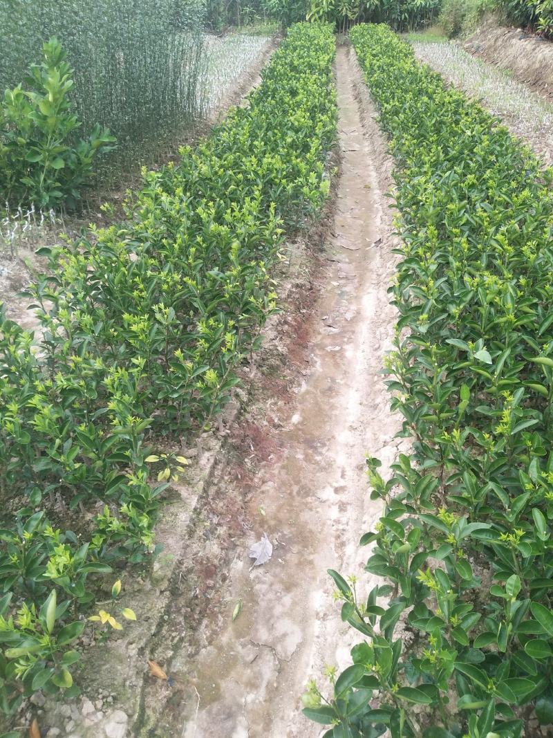 大果型香橙砧茂谷柑苗50~80cm