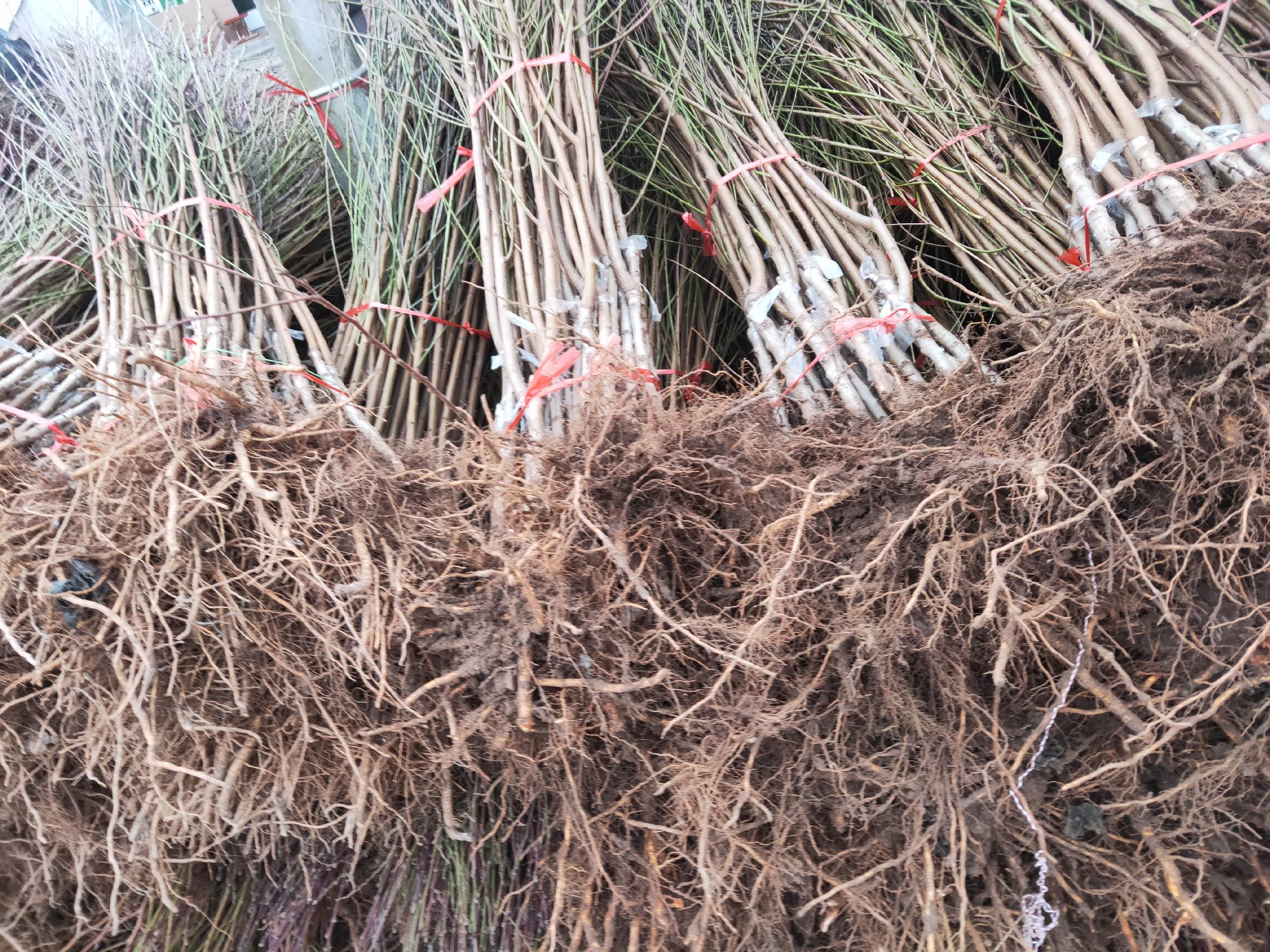 冬桃树在寒冷季节依然保持良好生长状态