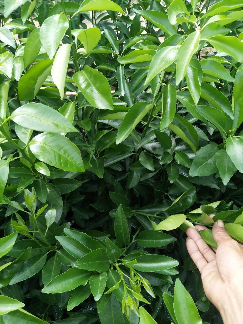 香橙头普通大果沃柑杯苗无溃疡无红蜘蛛为害，叶色浓绿.