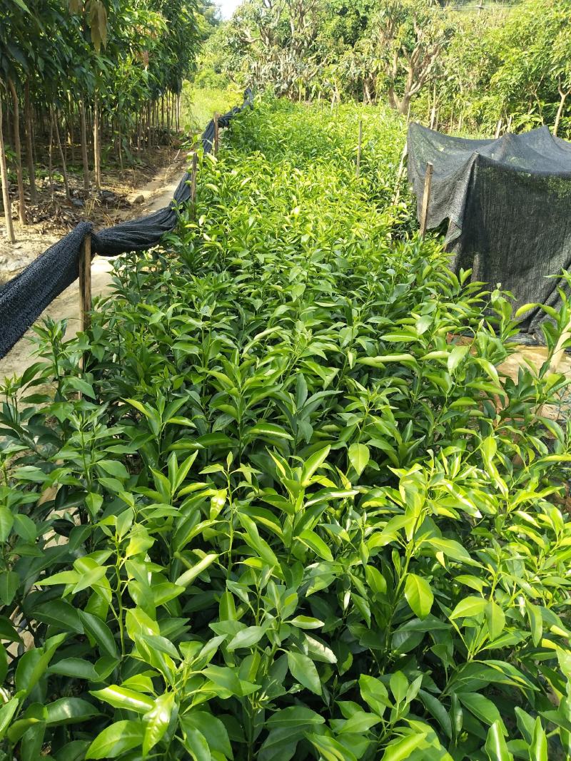 香橙头普通大果沃柑杯苗无溃疡无红蜘蛛为害，叶色浓绿.
