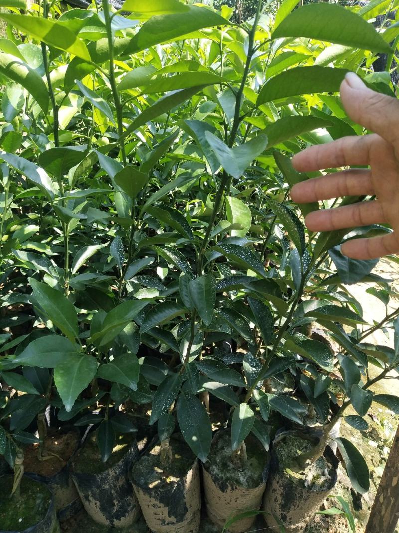 香橙头普通大果沃柑杯苗无溃疡无红蜘蛛为害，叶色浓绿.