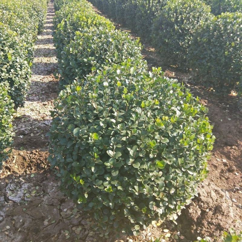 胶东卫矛球产地直供，卫矛球规格40-150公分，四季常青