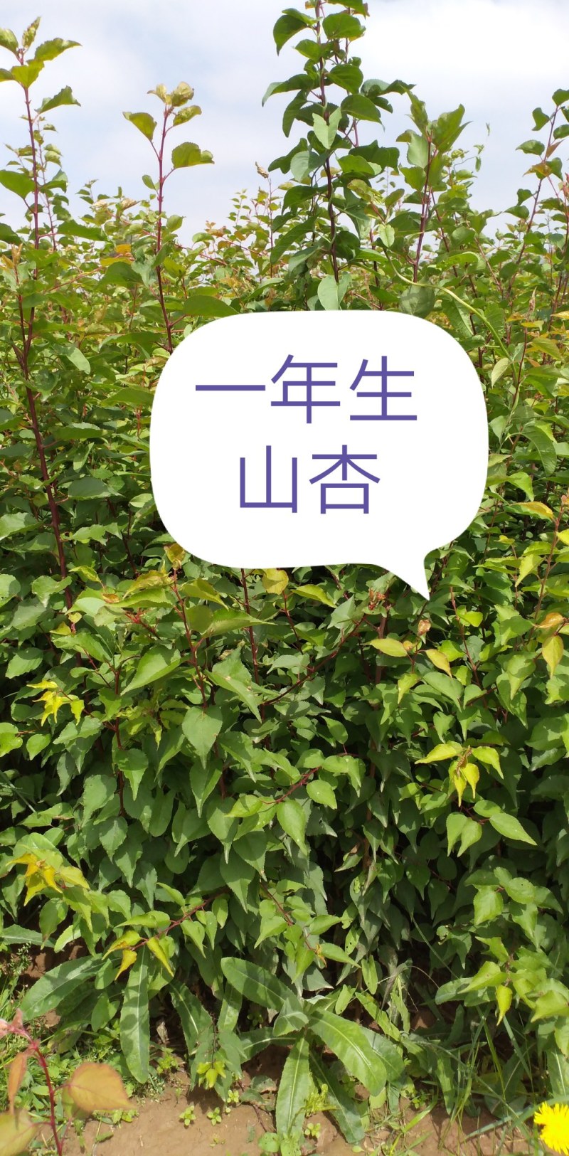 大量出售一年生山杏苗，欢迎广大新老客户前来实地参观考察