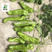 芜湖椒种子皮薄果肉厚基地专用型牛角椒种子欢迎咨询