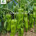 芜湖椒种子皮薄果肉厚基地专用型牛角椒种子欢迎咨询