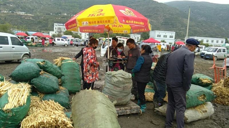 特价甘肃产地白条党参鲜货上市，大量出售。量大从优。