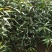 一年生山桃苗大量出售，欢迎广大新老客户前来，参观考察！