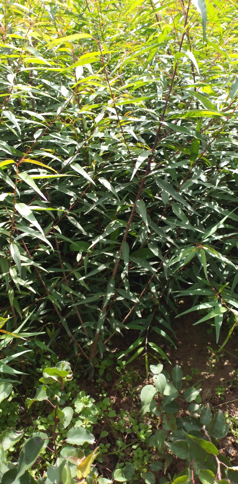 一年生山桃苗大量出售，欢迎广大新老客户前来，参观考察！