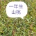 一年生山桃苗大量出售，欢迎广大新老客户前来，参观考察！