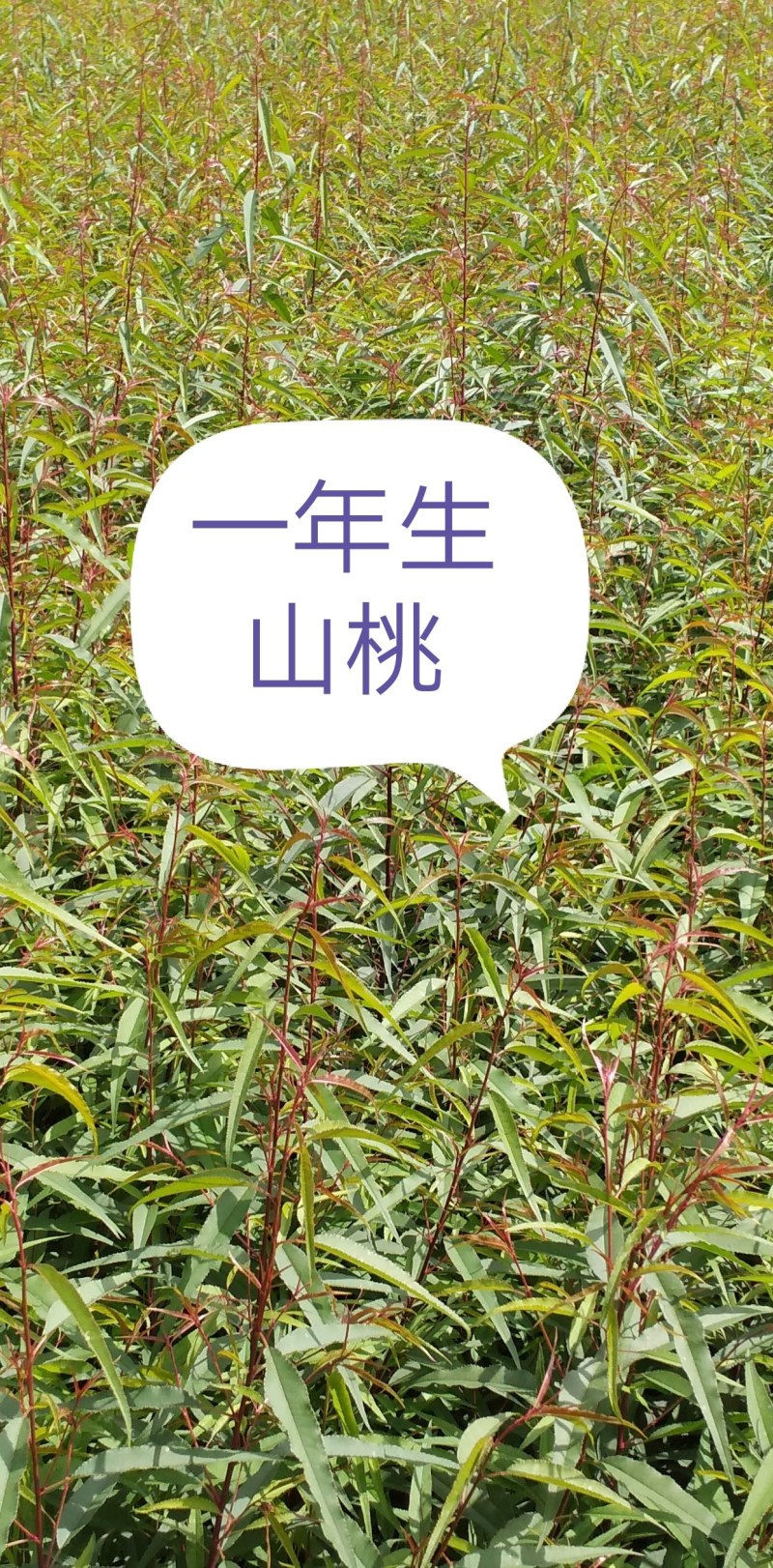 一年生山桃苗大量出售，欢迎广大新老客户前来，参观考察！