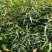 一年生山桃苗大量出售，欢迎广大新老客户前来，参观考察！