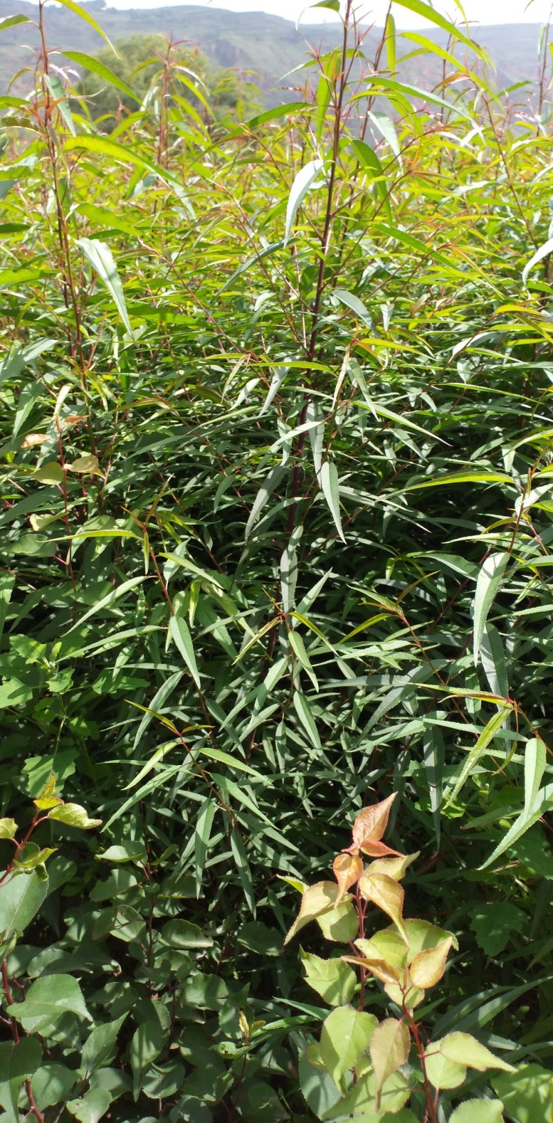 一年生山桃苗大量出售，欢迎广大新老客户前来，参观考察！