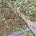 樱花苗樱花树苗嫁接樱花苗日本樱花早樱晚樱小苗盆栽庭院绿化
