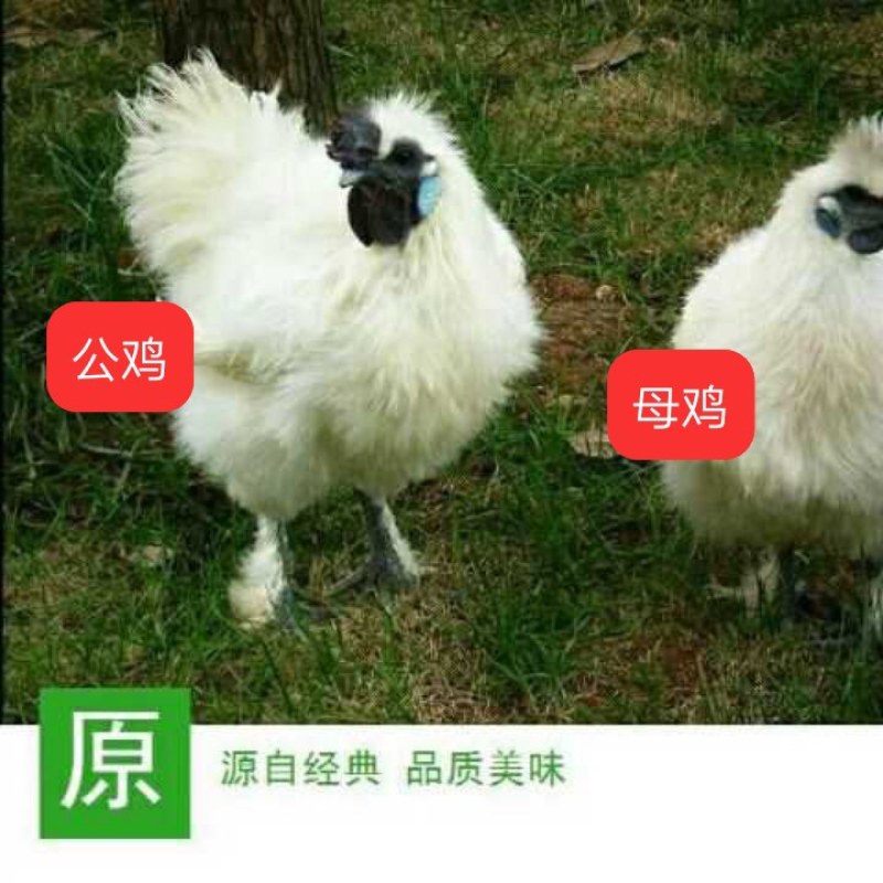 泰和乌鸡大品种乌鸡种蛋受精蛋可孵化小鸡农场直销