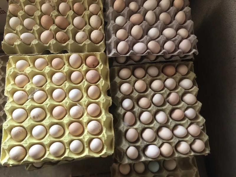 泰和乌鸡大品种乌鸡种蛋受精蛋可孵化小鸡农场直销
