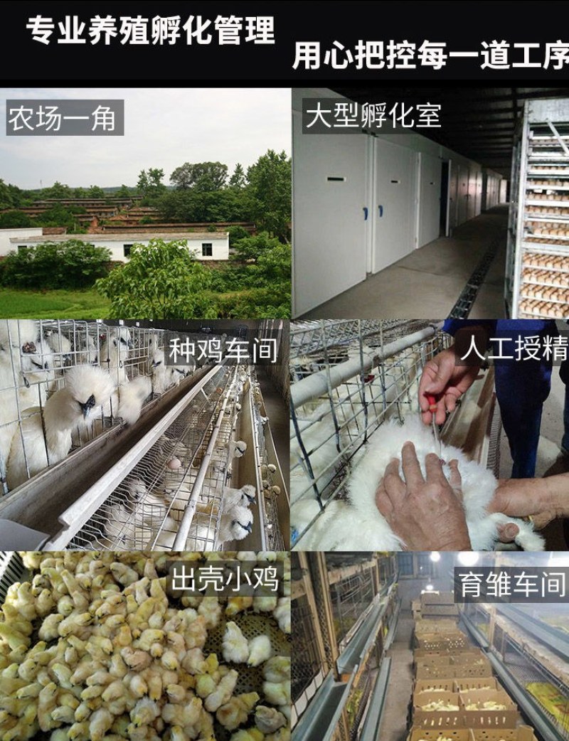 泰和乌鸡大品种乌鸡种蛋受精蛋可孵化小鸡农场直销