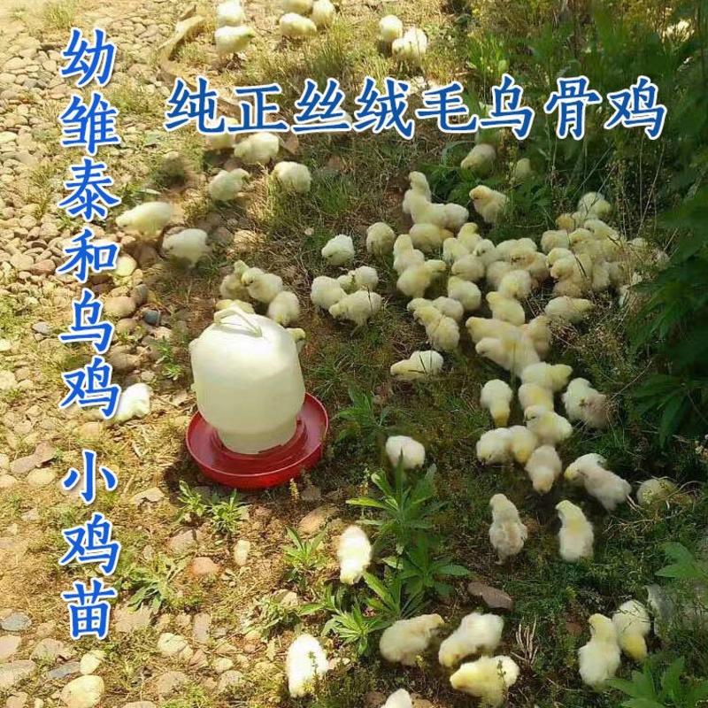 泰和乌鸡大品种乌鸡种蛋受精蛋可孵化小鸡农场直销
