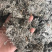 茵陈绵茵陈产地直销支持线上交易量大从优
