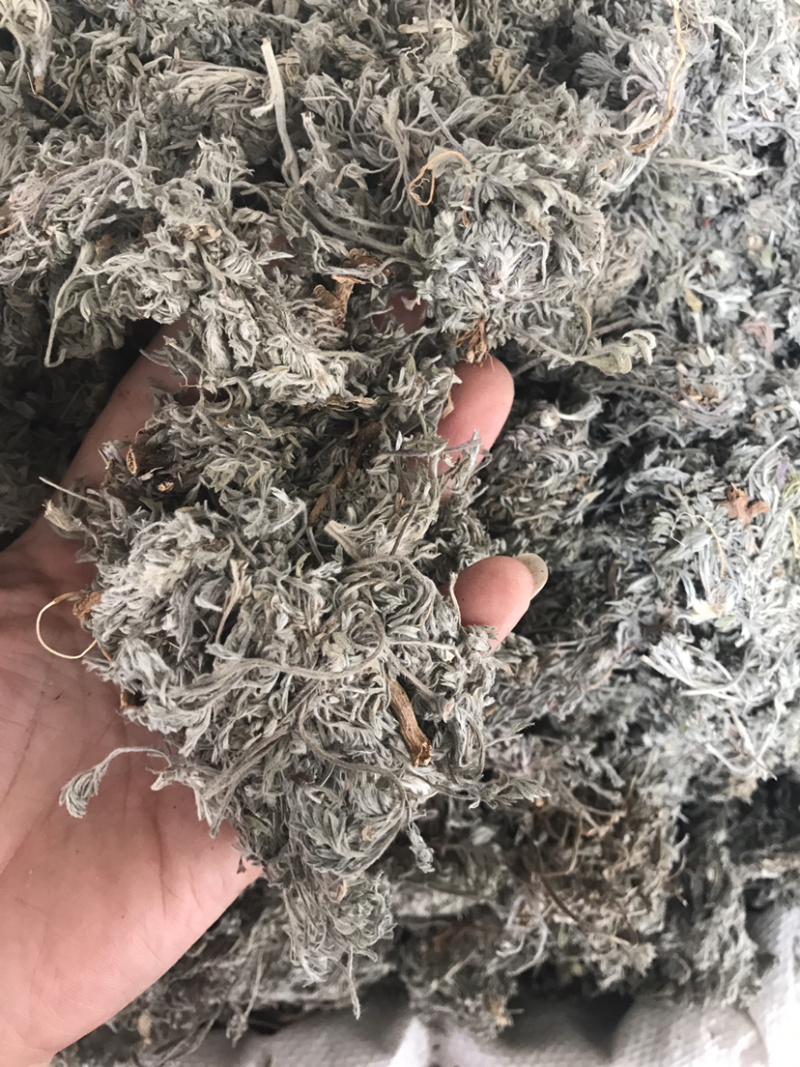 茵陈绵茵陈产地直销支持线上交易量大从优
