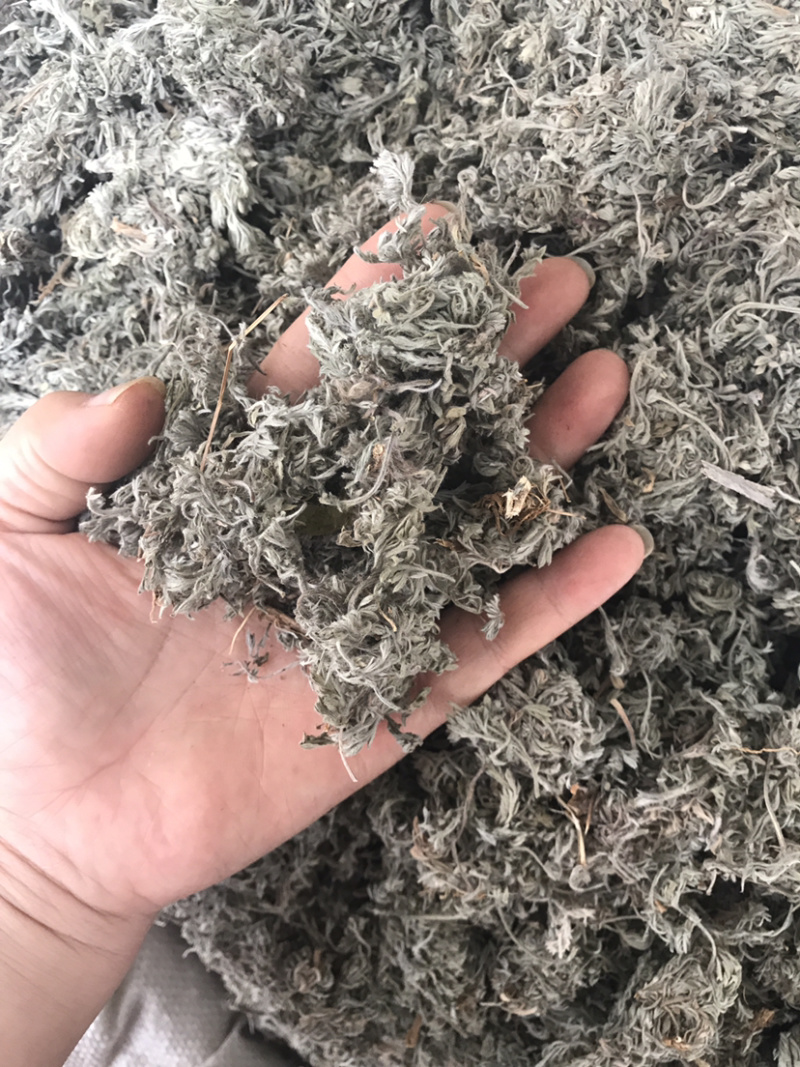 茵陈绵茵陈产地直销支持线上交易量大从优