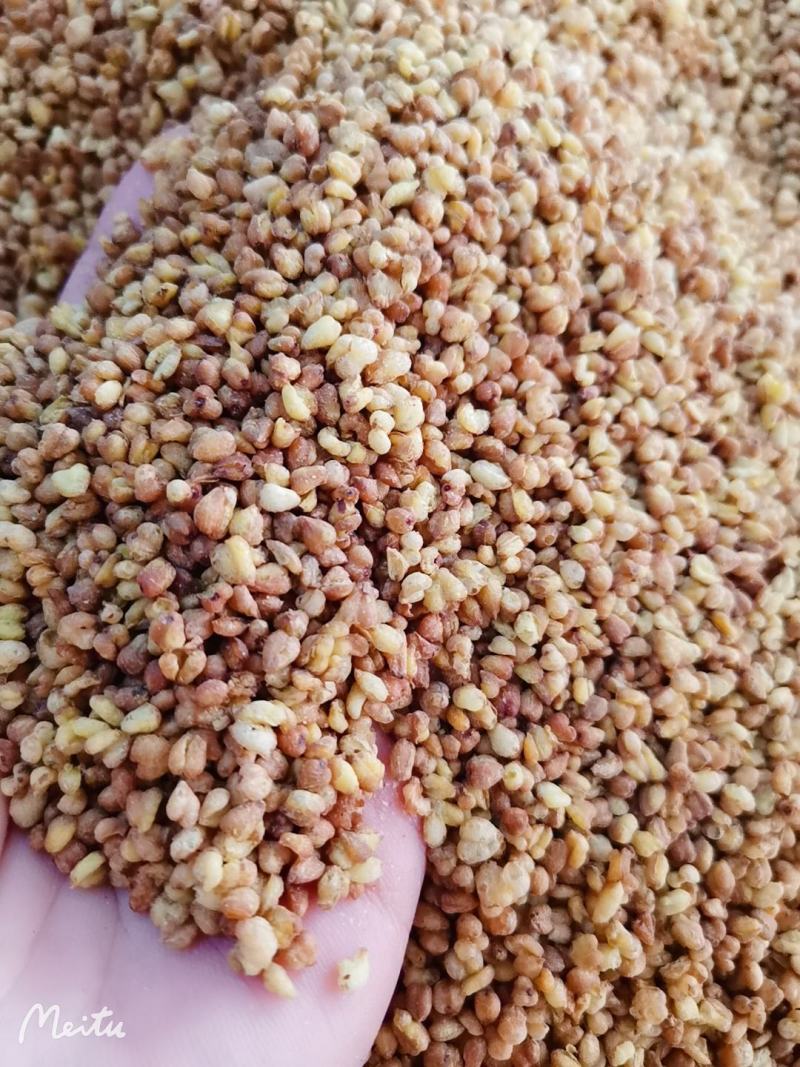 荞麦茶苦荞麦黄荞麦无硫净货优质货源可供实体店批发零售
