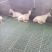 羊食槽羊床漏粪板羊自动饮水碗原包料加厚厂家直销