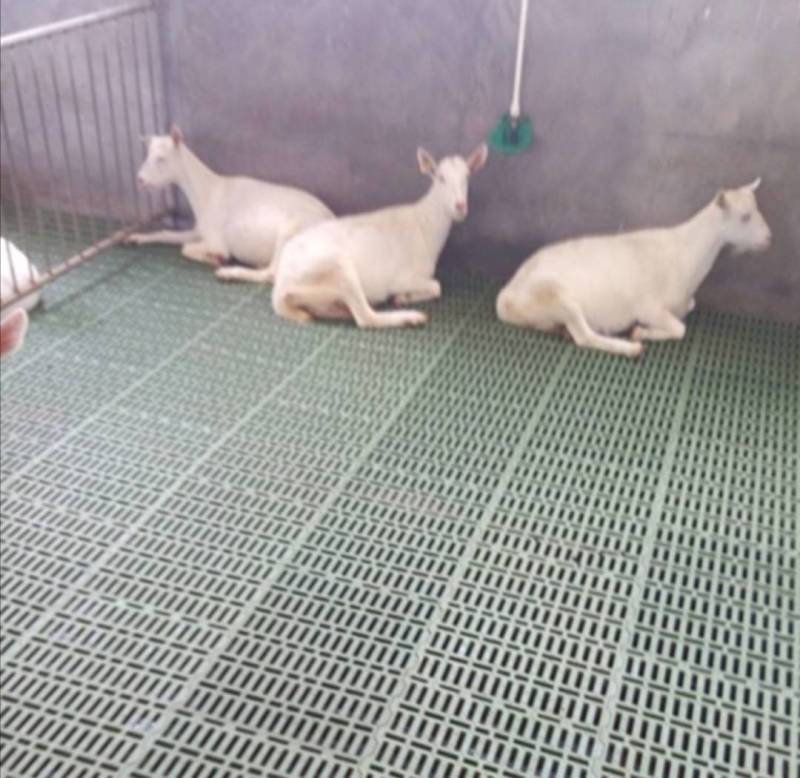 羊漏粪板食槽羊漏粪板水碗厂家直销