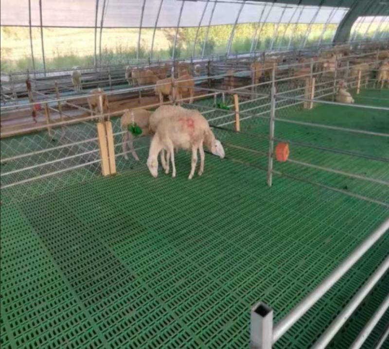 羊漏粪板食槽羊漏粪板水碗厂家直销