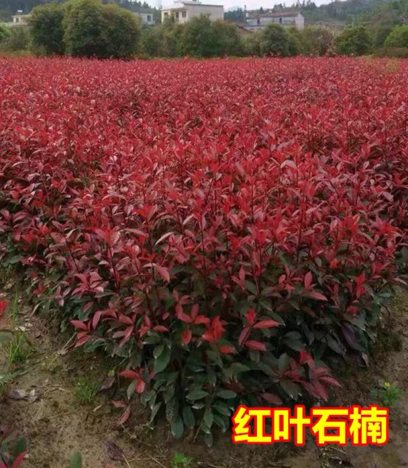 红叶石楠苗火焰红小苗篱笆绿化工程苗四季种植