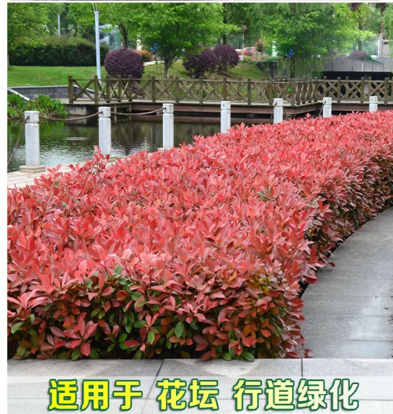 红叶石楠苗火焰红小苗篱笆绿化工程苗四季种植