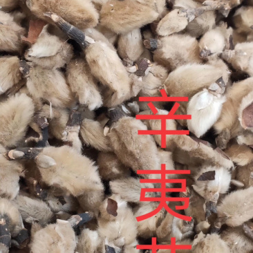 辛夷花正品辛夷花产地直销