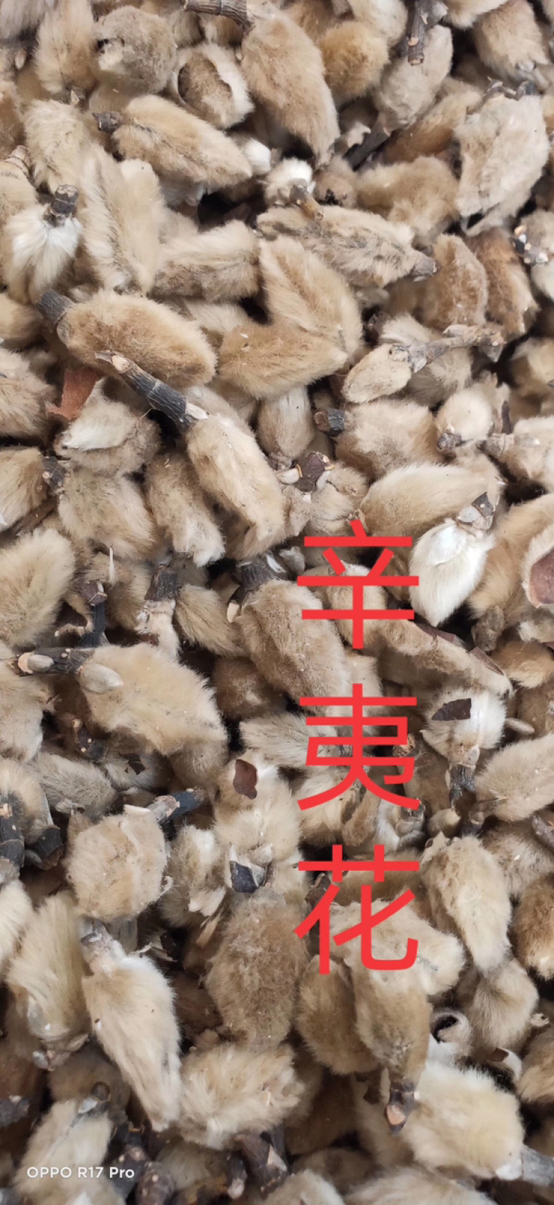 辛夷花正品辛夷花产地直销