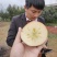 昭通苹果冰糖心丑苹果代办，电商平台供应链一件代发。团购。