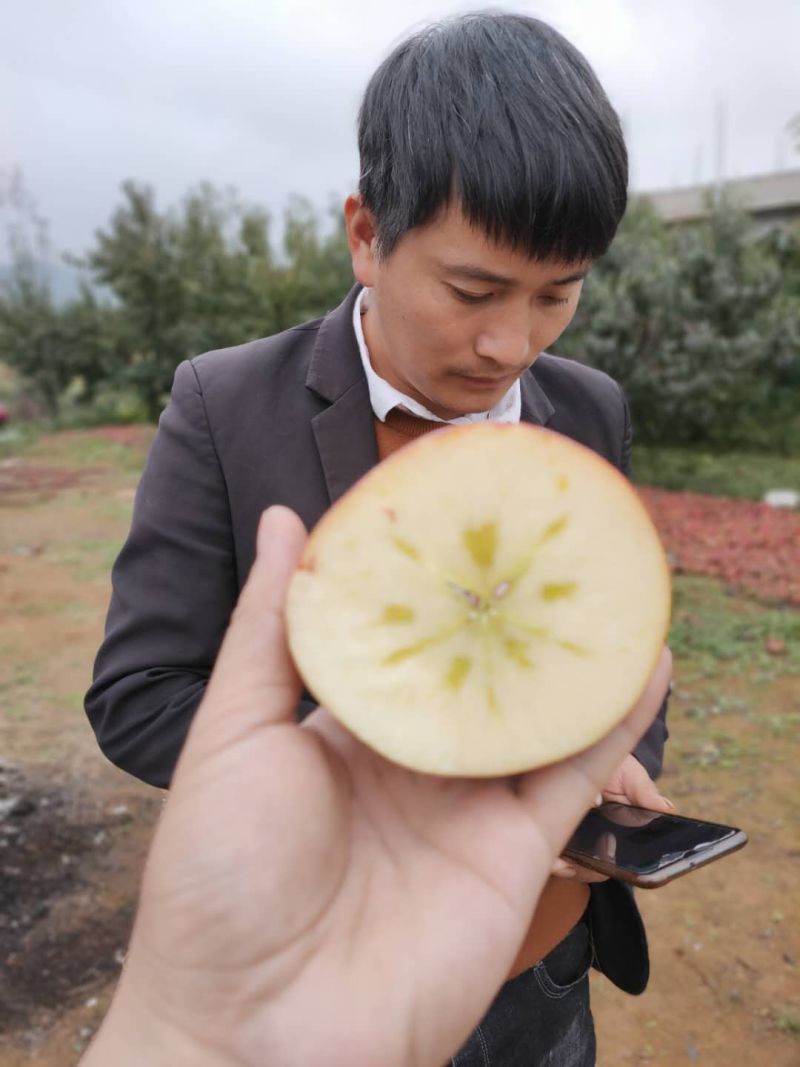 昭通苹果冰糖心丑苹果代办，电商平台供应链一件代发。团购。