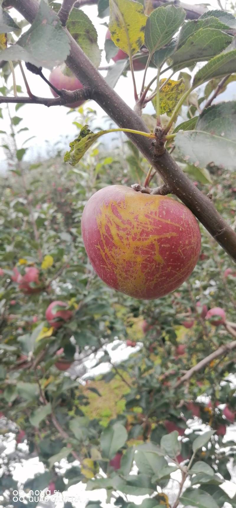 昭通苹果冰糖心丑苹果代办，电商平台供应链一件代发。团购。