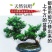 黄杨盆景耐寒办公室内盆栽四季常青好养客厅花卉庭院树苗桌面