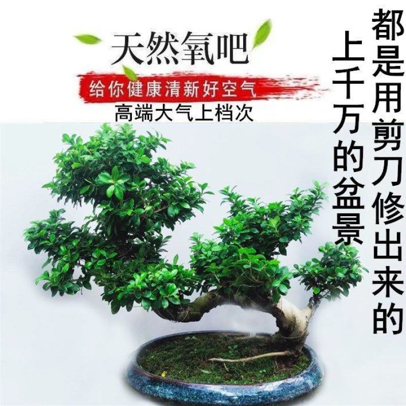 黄杨盆景耐寒办公室内盆栽四季常青好养客厅花卉庭院树苗桌面